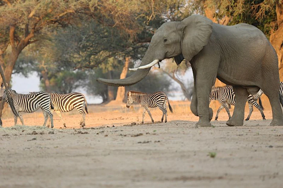 Ein Elefant spaziert neben Zebras durch den Mana Pools National Park in Simbabwe.