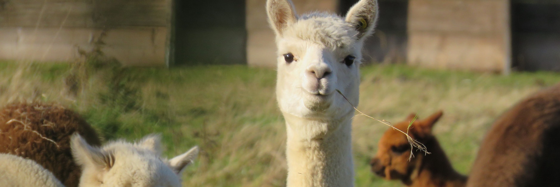Werden solche Alpakas bald Polizisten im Streifendienst begleiten?