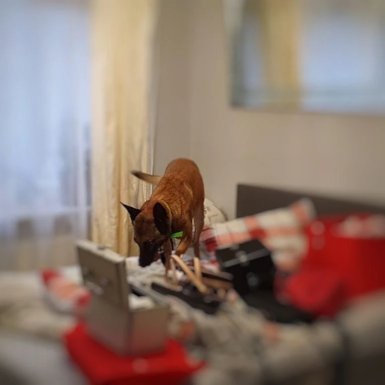 Ein Spürhund sucht in einer Wohnung nach Drogen.&nbsp;