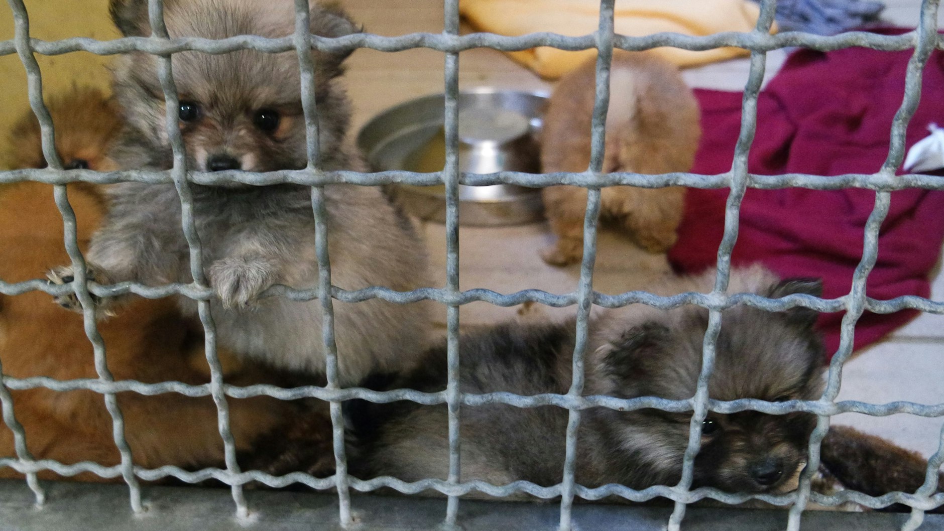 Die Hundewelpen müssen sich erst einmal von den Strapazen erholen.