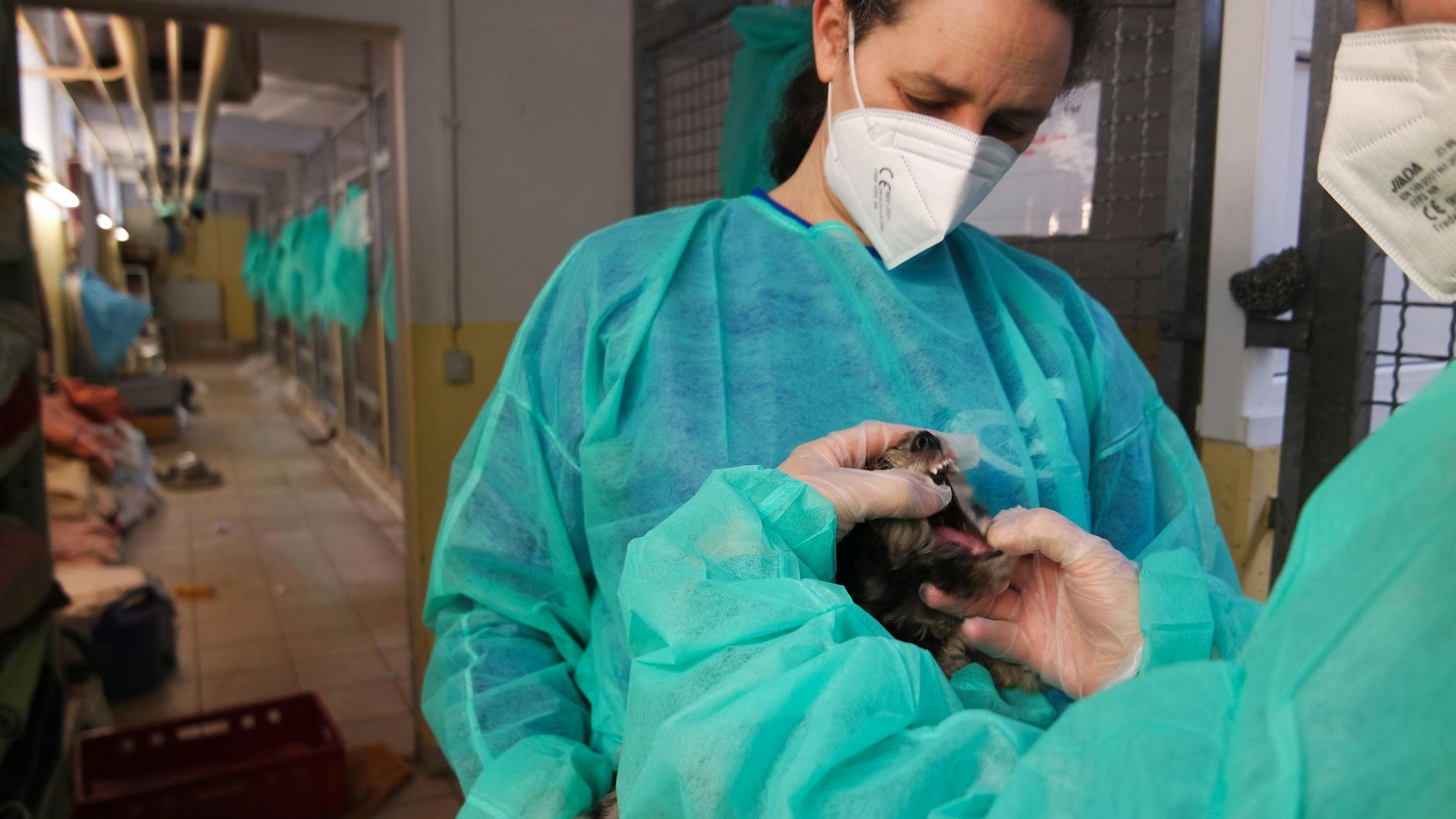 Die Mitarbeiter des Tierheims kümmern sich liebevoll um die Hunde.