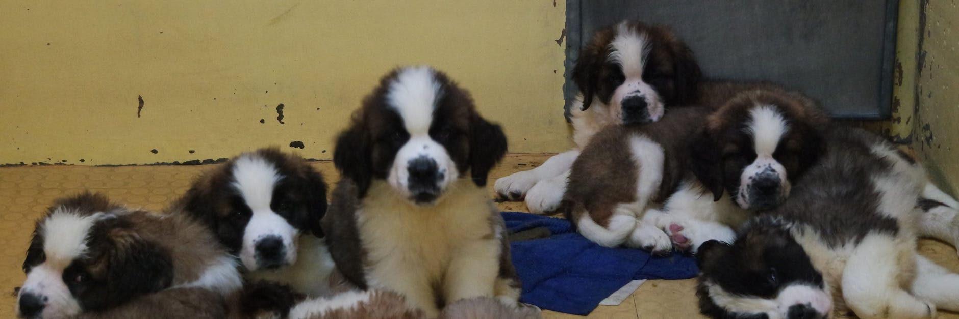 Die Welpen werden jetzt im Nürnberger Tierheim aufgepäppelt.