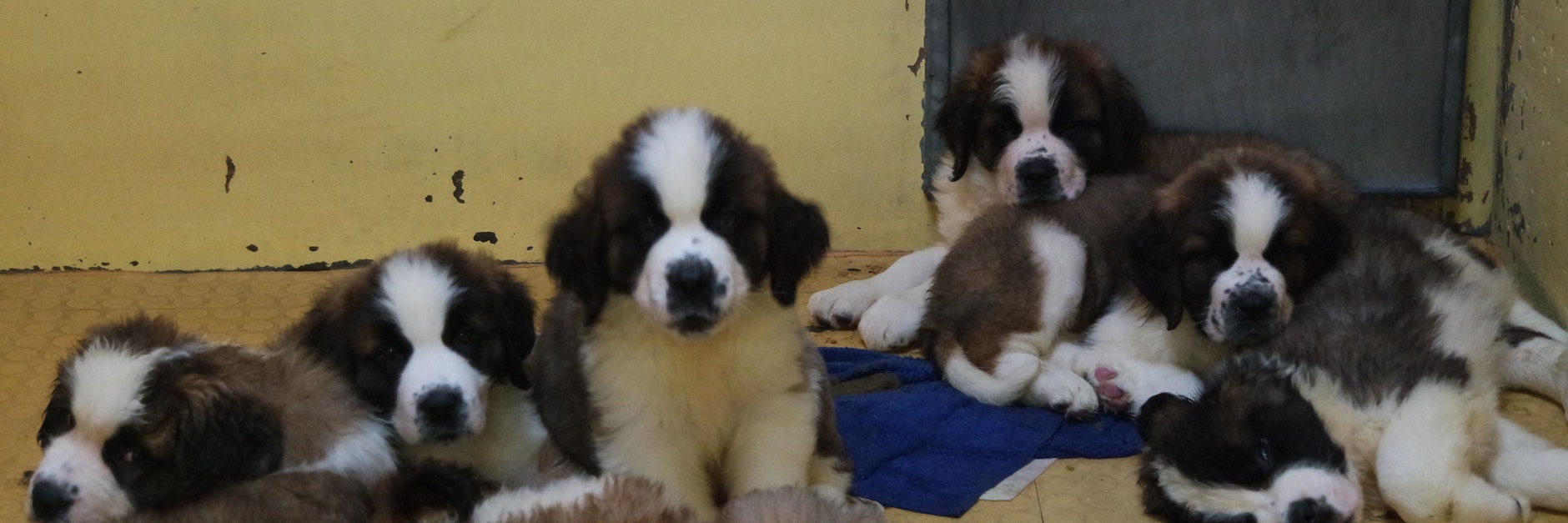 Die Welpen werden jetzt im Nürnberger Tierheim aufgepäppelt.