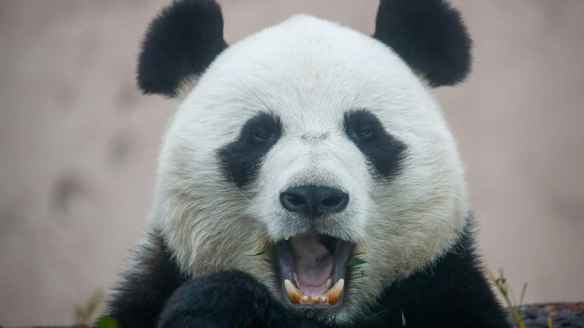 Panda im Zoo (Symbolbild).