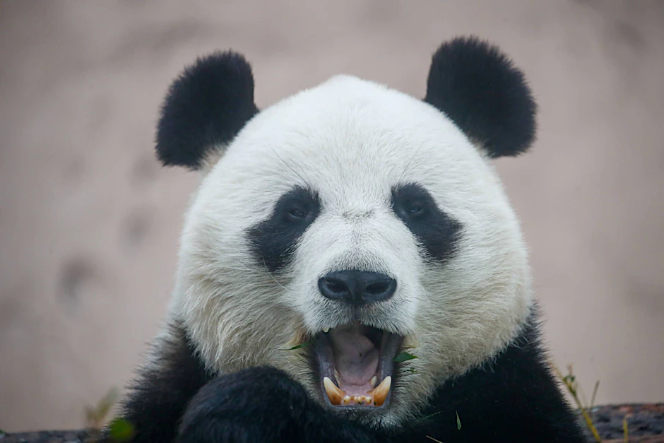 Panda im Zoo (Symbolbild).