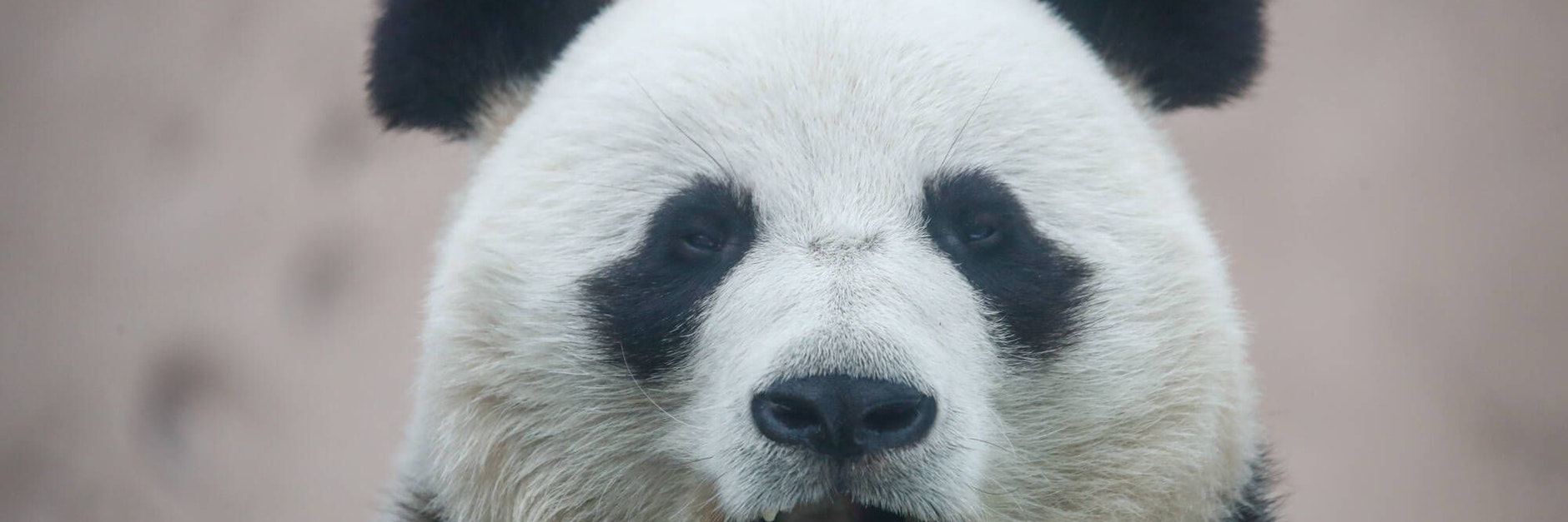 Panda im Zoo (Symbolbild).