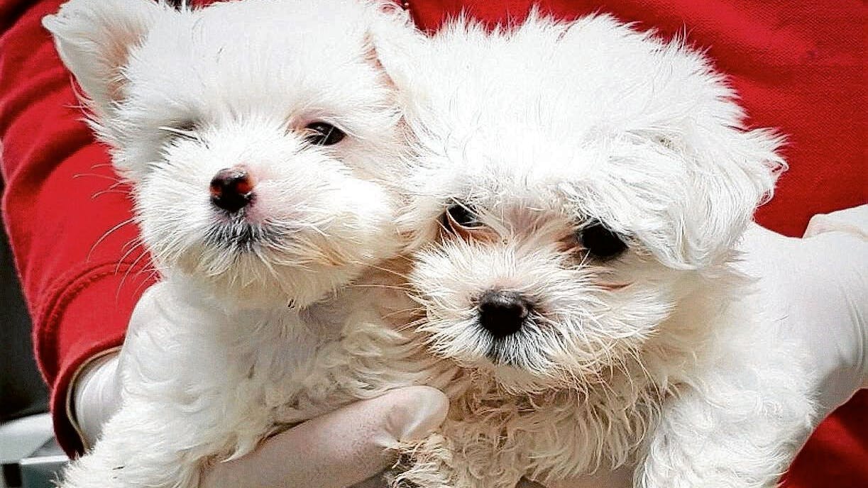 Diese Welpen waren zu früh von dem Muttertier getrennt worden, verfügten über keine Herkunftsnachweise und sind vermutlich ungeimpft aus Osteuropa importiert worden.