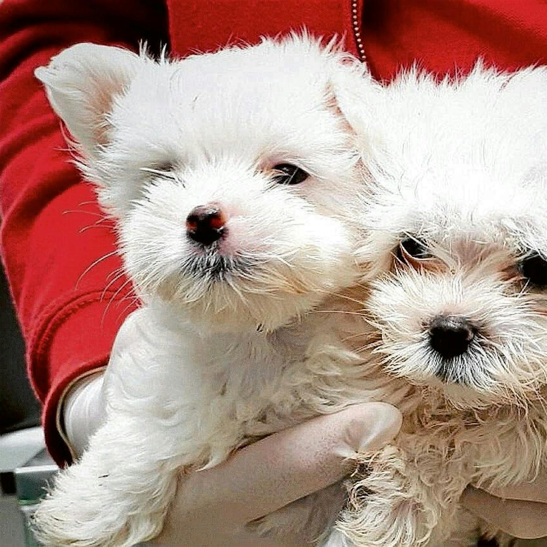 Tierschutz: Worauf Sie beim Kauf von Hundewelpen achten müssen