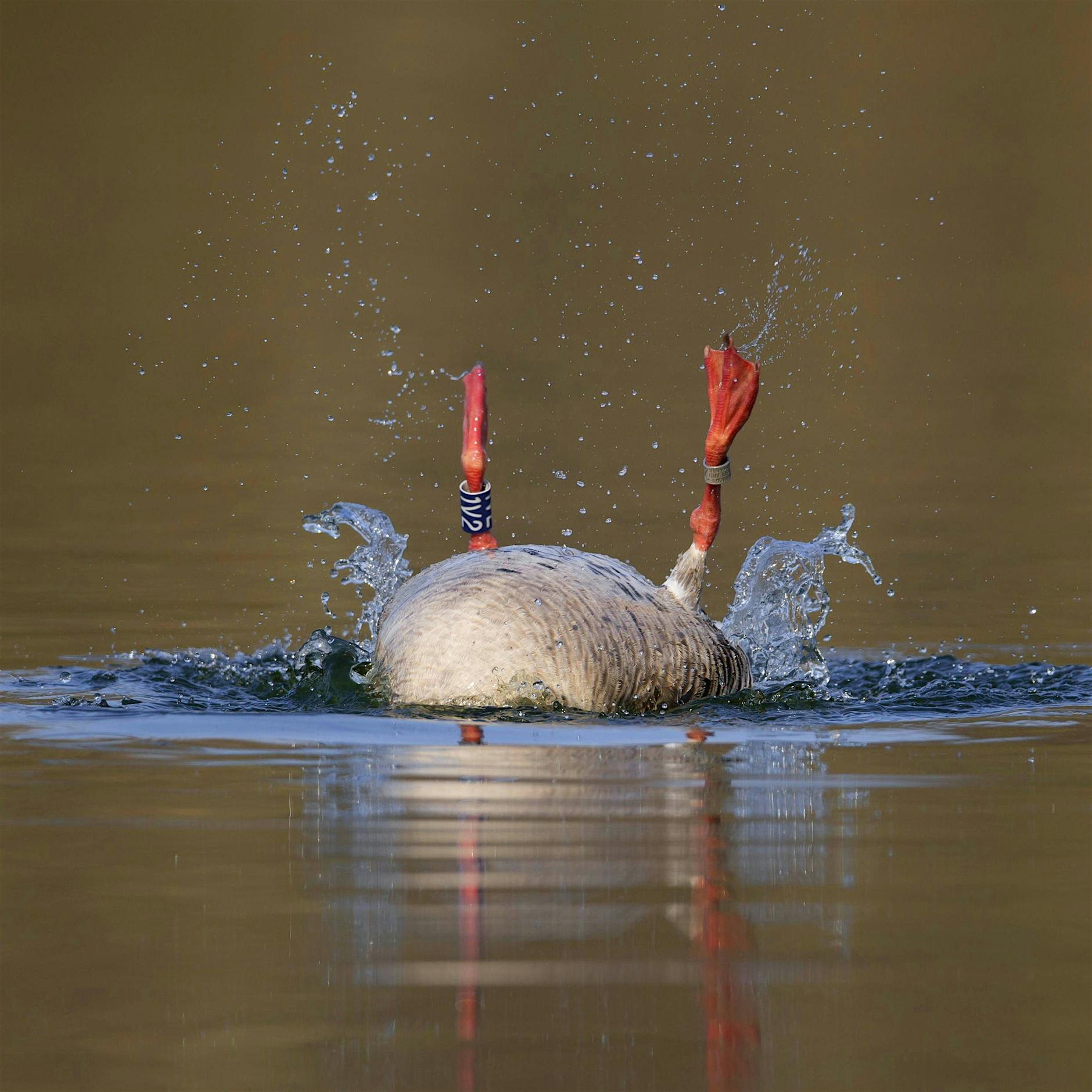 Das Erschrecken über die deutsche Unfähigkeit