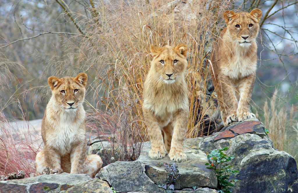Tierpark Berlin zeigt ersten Plan der neuen Himalaya-Gebirgswelt