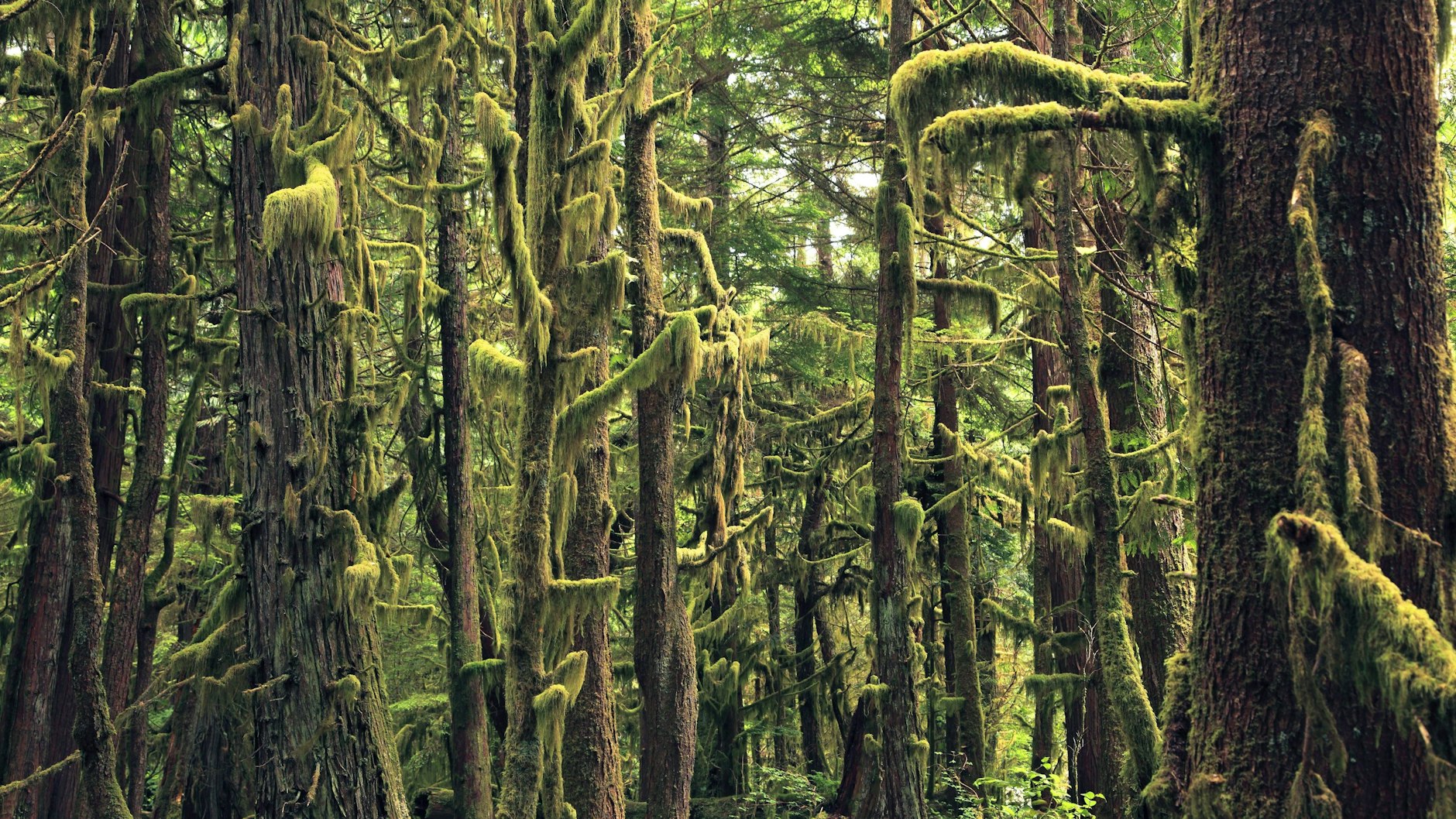 Verschlungen wie im Dschungel sind die Pfade in Patrícia Melos magisch-realistischem Roman.