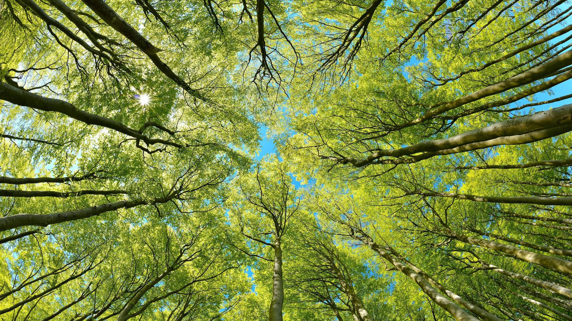 Wenn der Wind durch Baumkronen rauscht: Naturgeräusche fördern positive Emotionen.