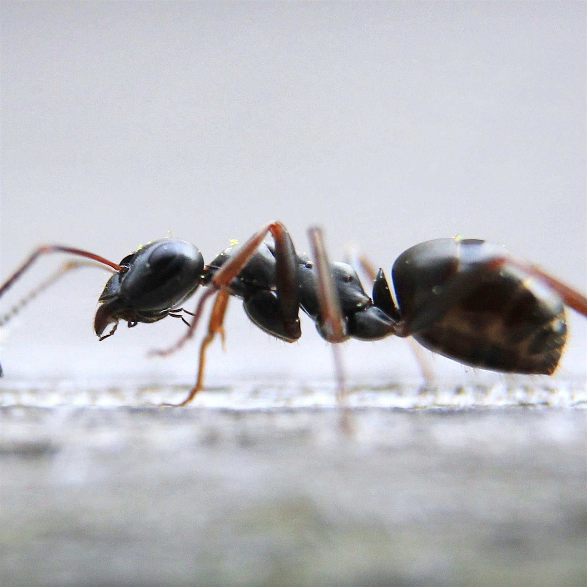 Boom mit Ameisen als Haustiere bedroht Artenvielfalt