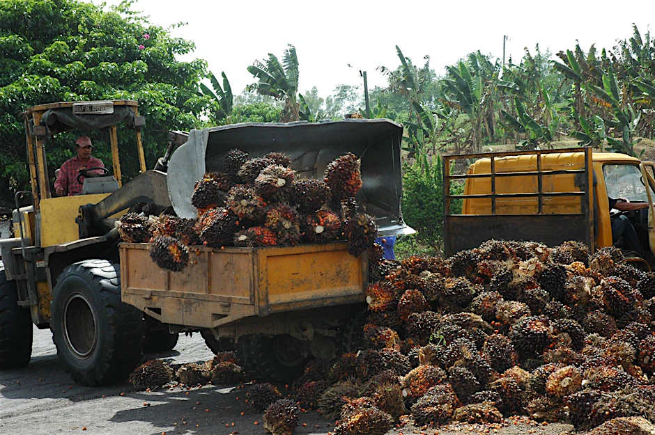 Palmölplantage in Malaysia. Für die Plantagen werden große Teile des Regenwaldes abgeholzt.