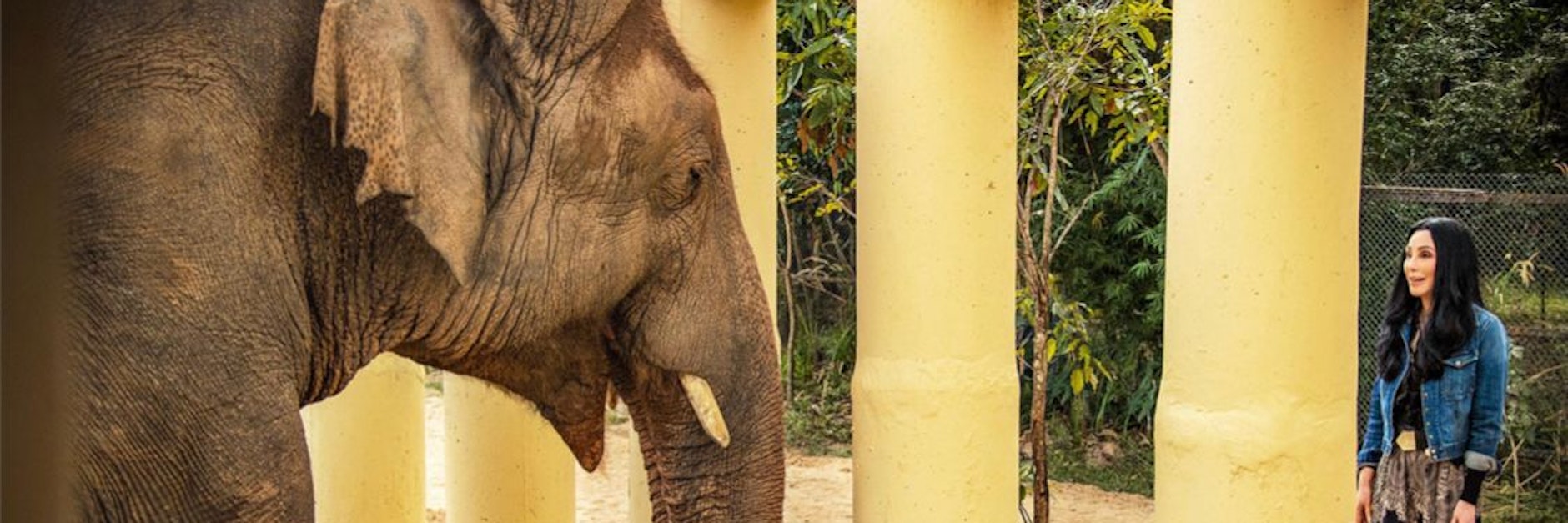 Der indische Elefanten Kaavan lebt dank Weltstar Cher mittlerweile in einem Freigehege in Kambodscha.