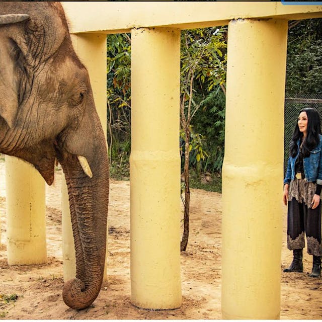 Dokumentation über spektakuläre Befreiung: Wie Pop-Ikone Cher den „einsamsten Elefanten der Welt“ rettete