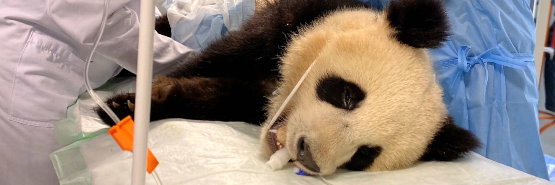 Panda-Junge Pit wird von den Ärzten auf die MRT-Untersuchung vorbereitet.