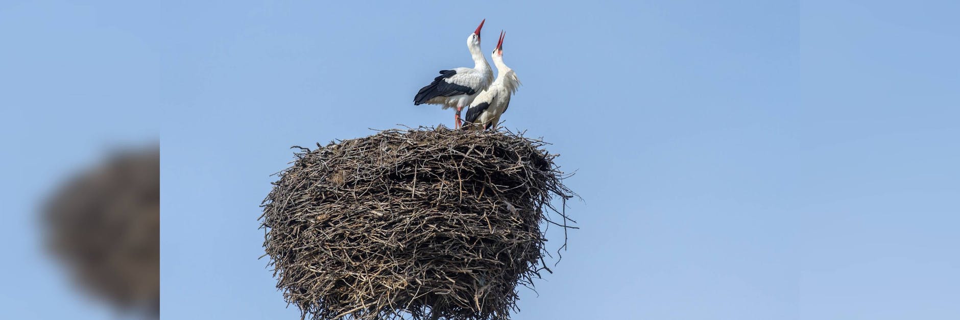 Zwei Weißstörche sitze in ihrem Nest (Symbolfoto).