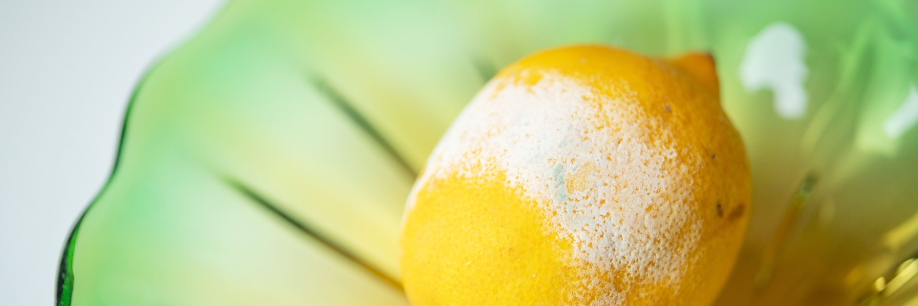 wenn die Zitrone eine schimmelige Stelle hat, sollte die ganze Frucht in die Biotonne wandern.