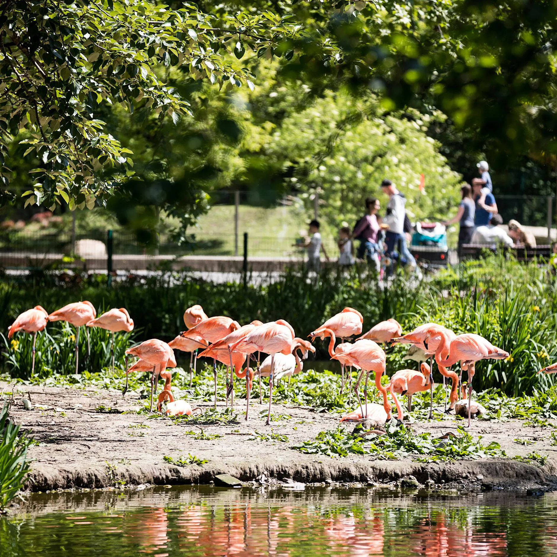 Hamm: Unbekannte brechen in Tierpark ein und stehlen Flamingo