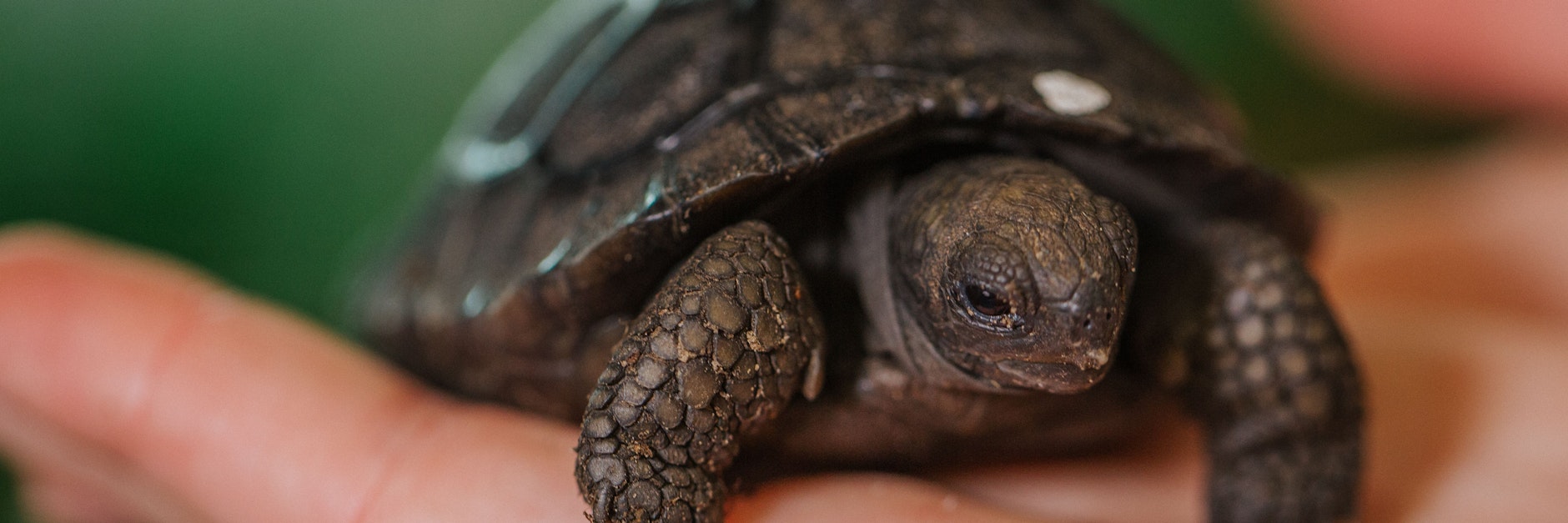 Eine der Baby-Schildkröten, die am Flughafen der Galapagos-Inseln gefunden wurde.&nbsp;&nbsp;
