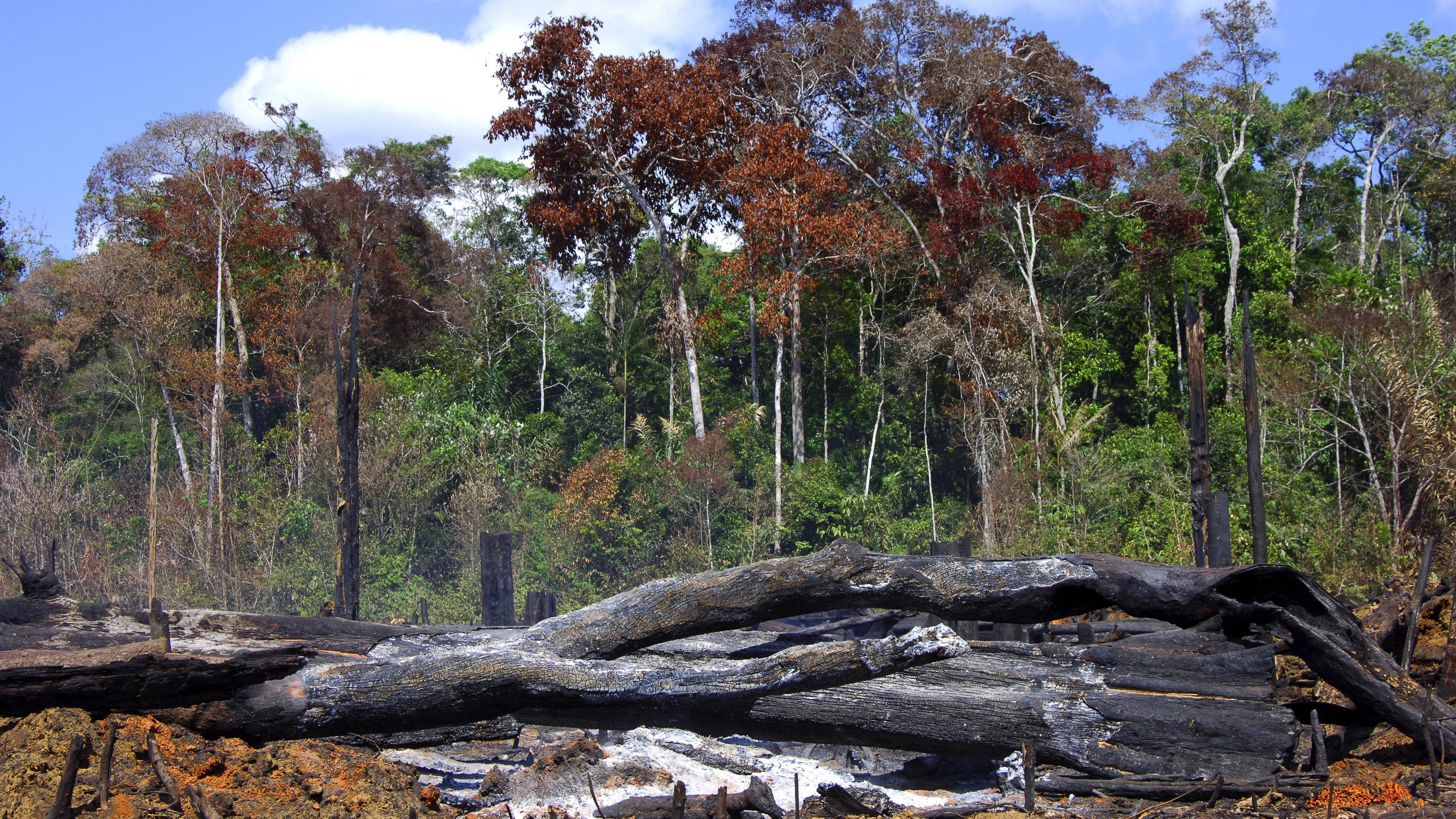 Brandrodung im Amazonas-Regenwald in Brasilien.