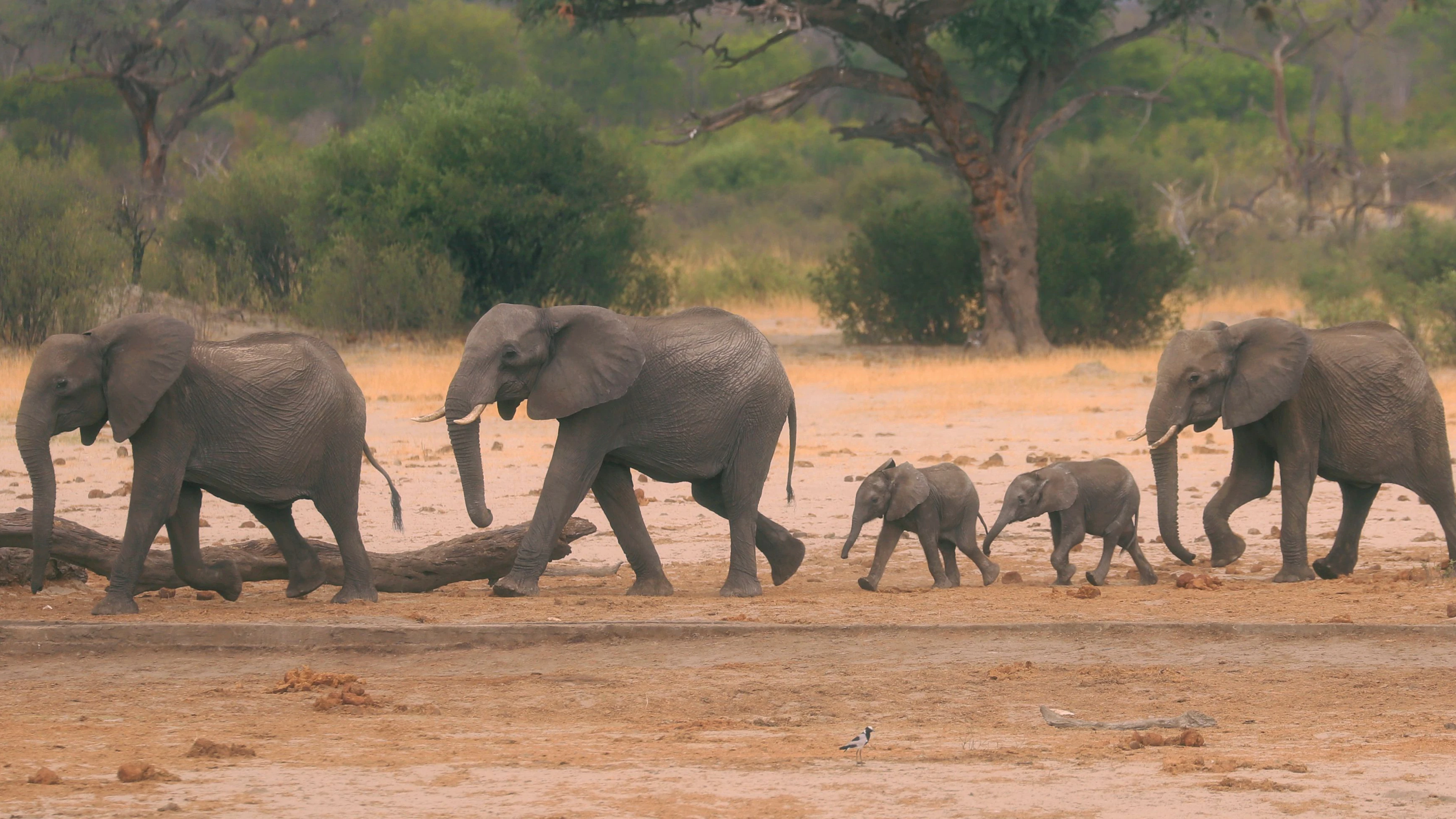 Eine Elefantenherde ist im Hwange-Nationalpark in Simbabwe auf der Suche nach Wasser.