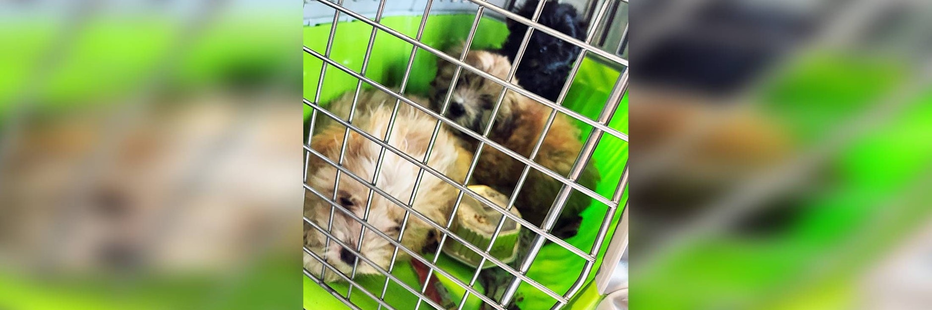 Die kleinen Welpen sitzen mit Essensresten und Fäkalien in einer Transportbox.