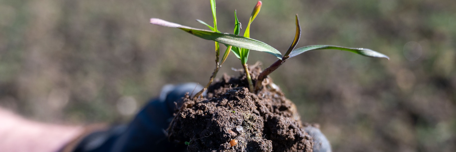 Winterroggen sprießt auf einem Acker.&nbsp;