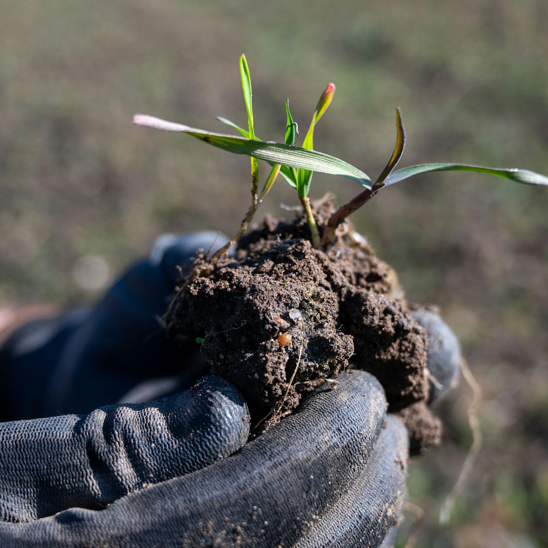 Glück im Grünen: So gärtnern Sie auch ohne Lauben-Grundstück