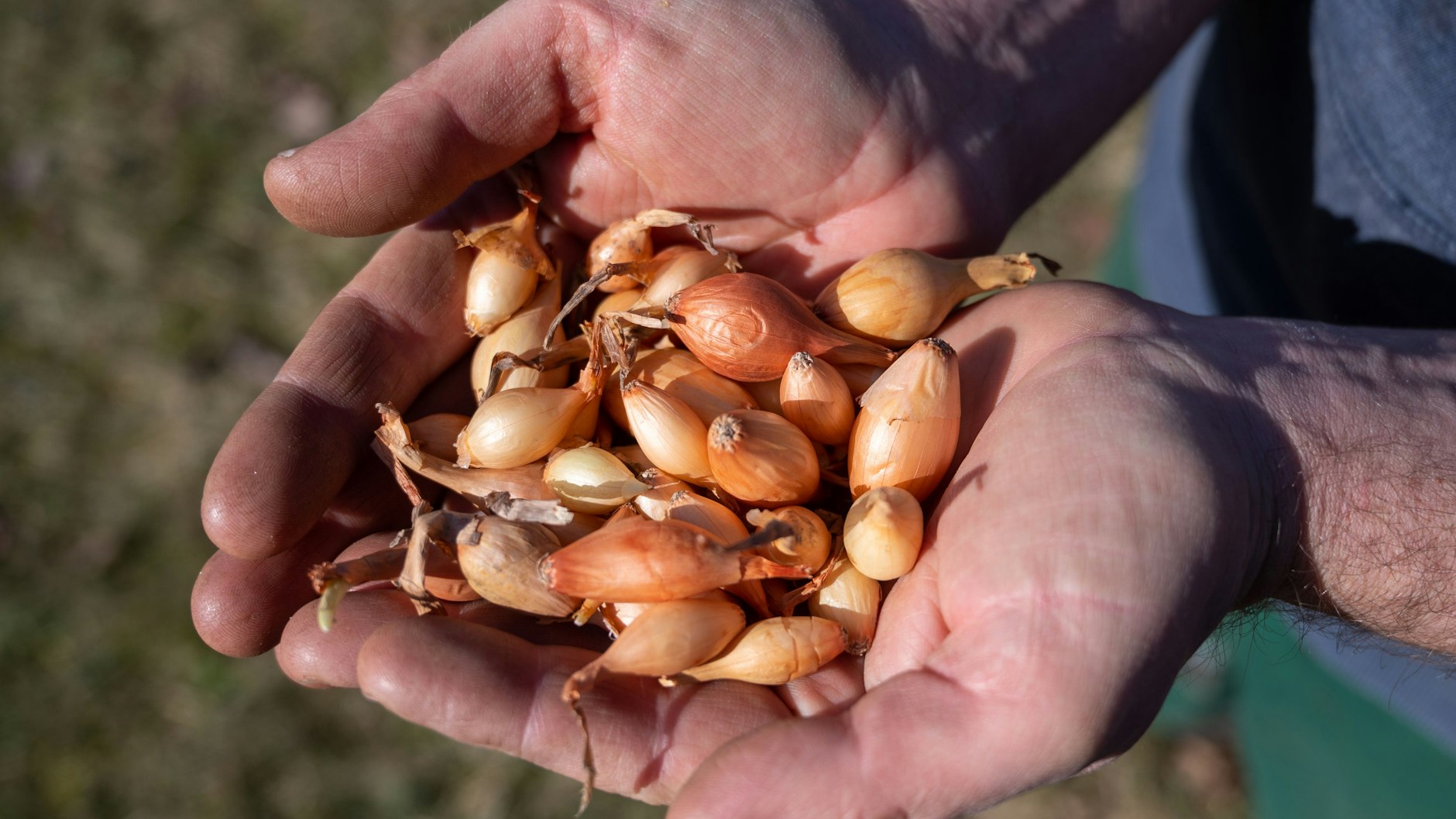 Max von Grafenstein hält Zwiebelsaatgut in den Händen.