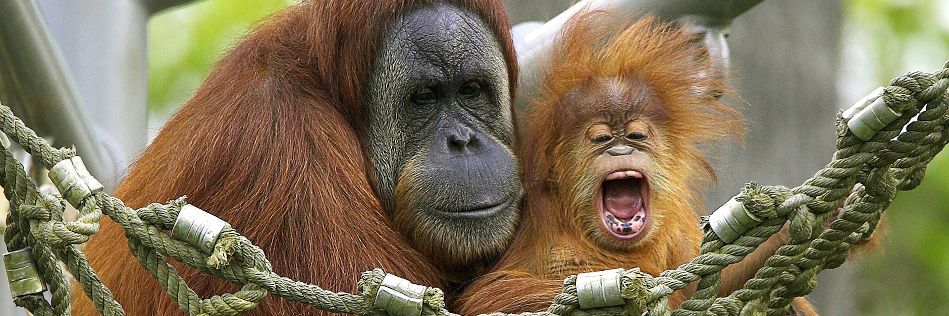 Zwei Orang Utans im Zoo von San Diego. (Symbolbild)