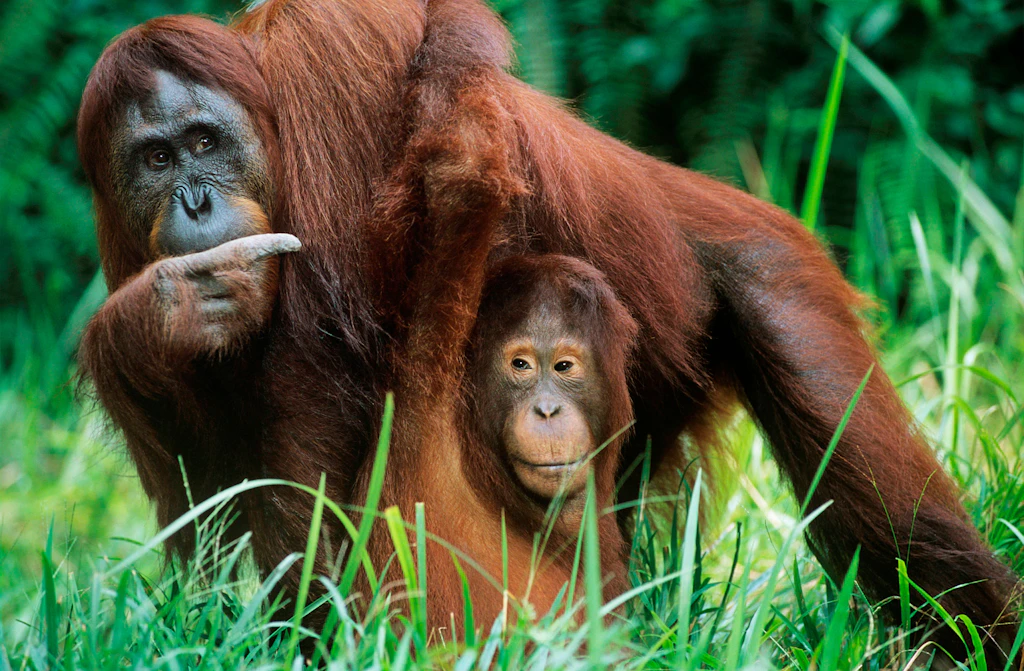 USA: Menschenaffen in Zoo von San Diego gegen Corona geimpft