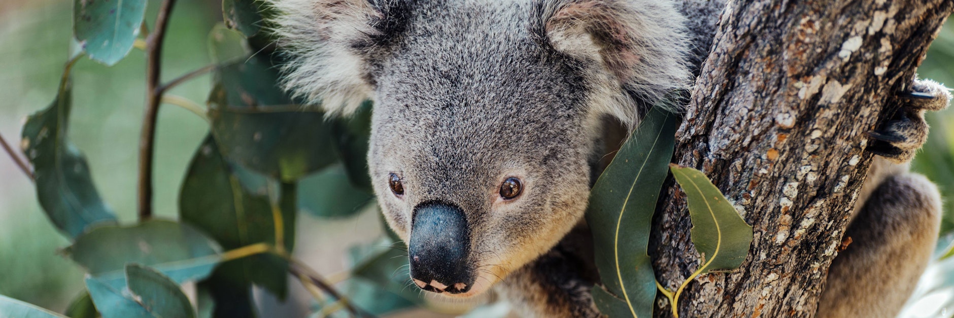 Ein Koala auf einem Baum in Australien