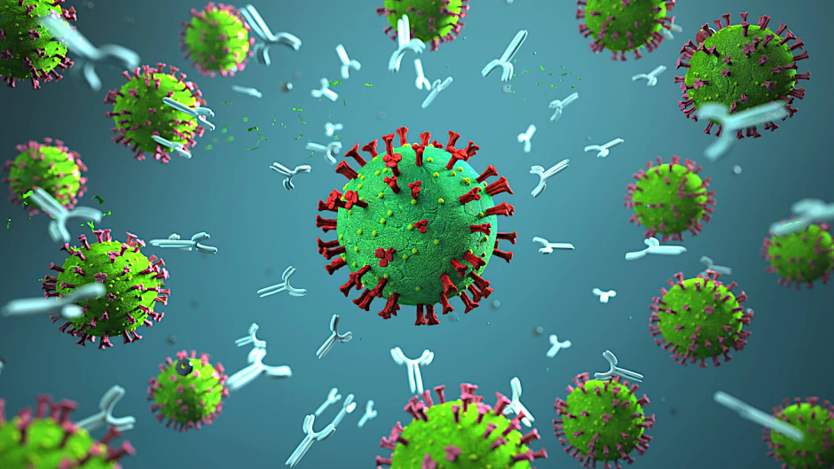 Antikörper können sich an das Virus andocken und so verhindern, dass es in menschliche Zellen eindringt und sich dort vermehrt.