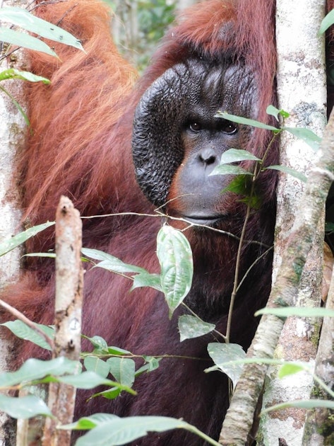 Orangutan liar hidup di hutan Kalimantan Orangutan liar hidup di hutan Kalimantan