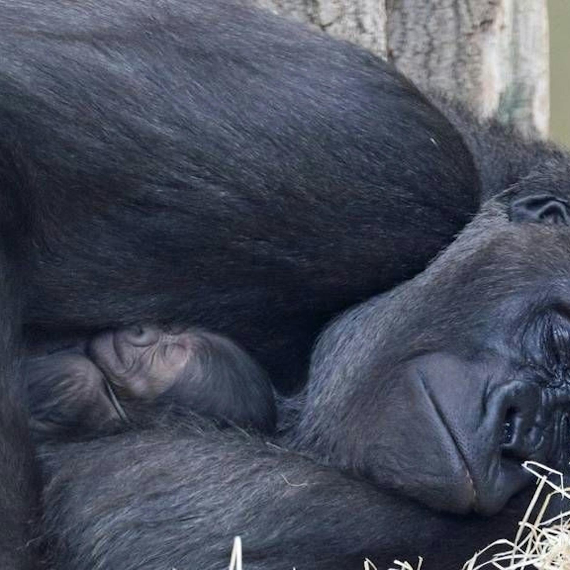 So süß kuschelt Berlins Gorilla-Mädchen mit seiner Mama – mit Video!