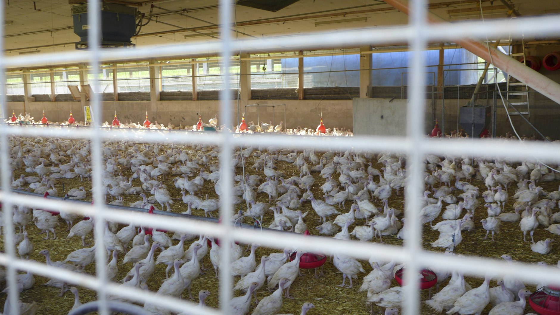 Wieder mussten wieder Tausende Puten wegen der Vogelgrippe sterben – diesmal im Landkreis Märkisch-Oderland (Symbolbild).