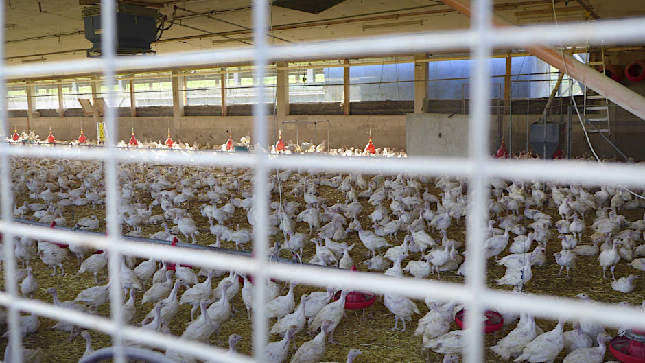 Wieder mussten wieder Tausende Puten wegen der Vogelgrippe sterben – diesmal im Landkreis Märkisch-Oderland (Symbolbild).