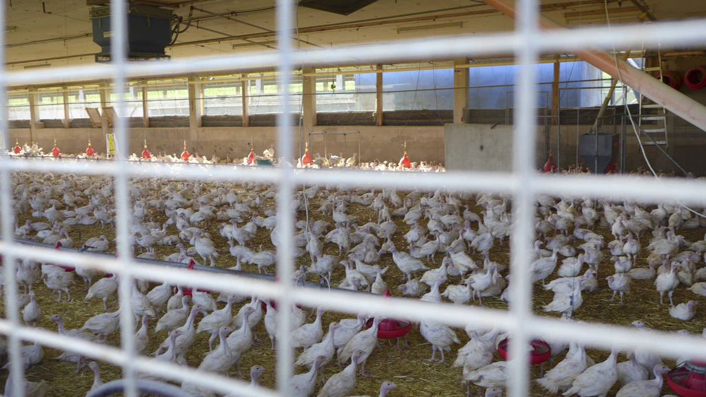 Vogelgrippe in Brandenburg: Erneut rund 10.000 Puten getötet