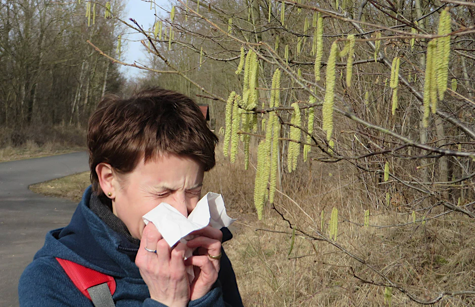 Etwa 15 Prozent der Menschen in Deutschland leiden an Heuschnupfen.&nbsp;Derzeit strömen in großen Teilen des Landes Erlen- und Baum-Hasel-Pollen durch die Luft.