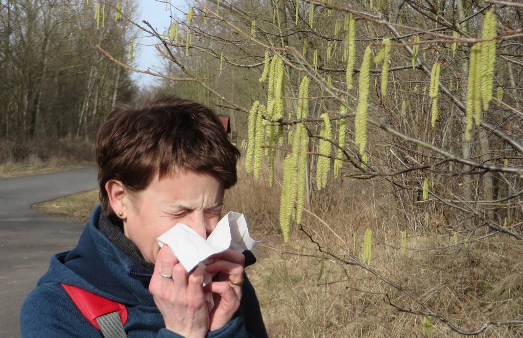 Starker Pollenflug kann Risiko einer Coronavirus-Infektion erhöhen