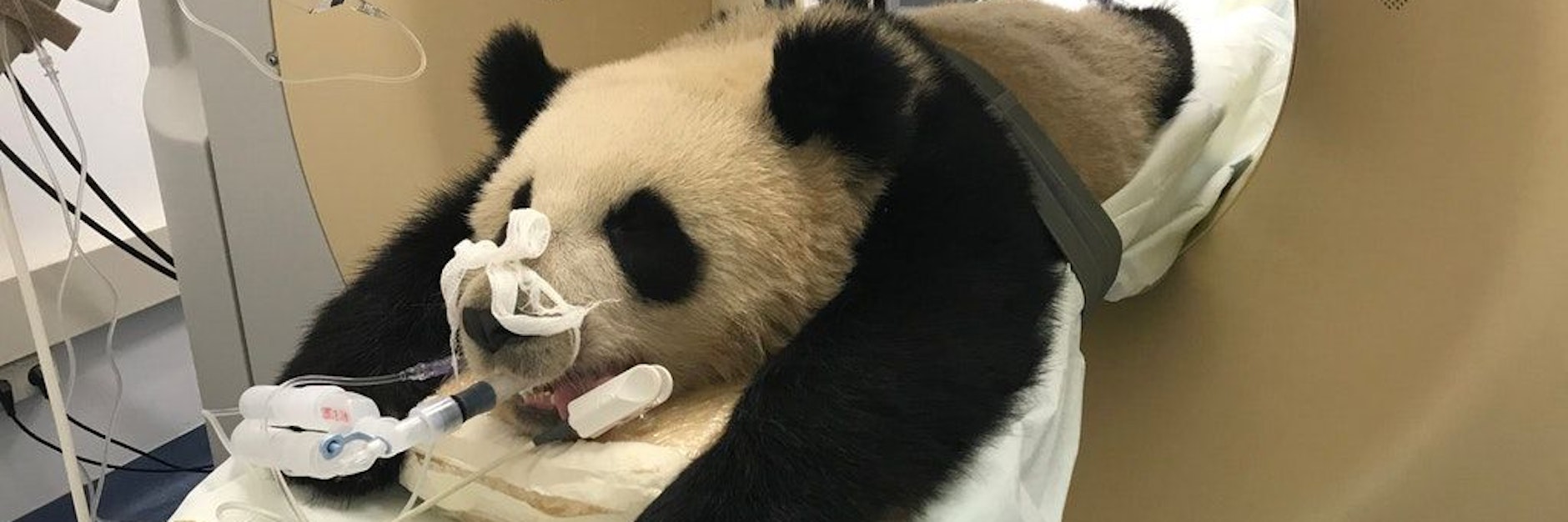 Panda Pit aus dem Zoo Berlin wurde mithilfe einer Computertomografie untersucht.