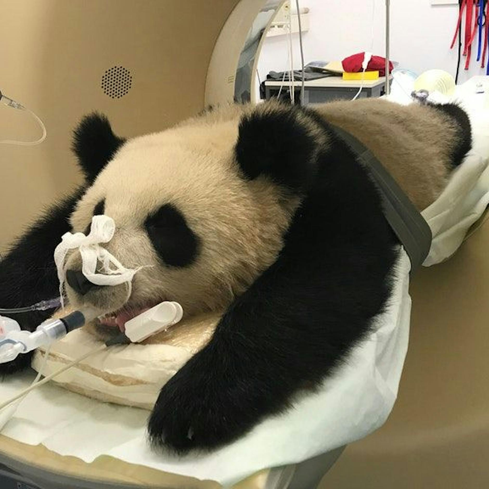 Krampfanfälle! Sorge um Berlins Zoo-Panda Pit