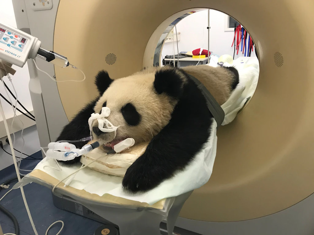 Zoo Berlin: Panda Pit erleidet Krampfanfälle