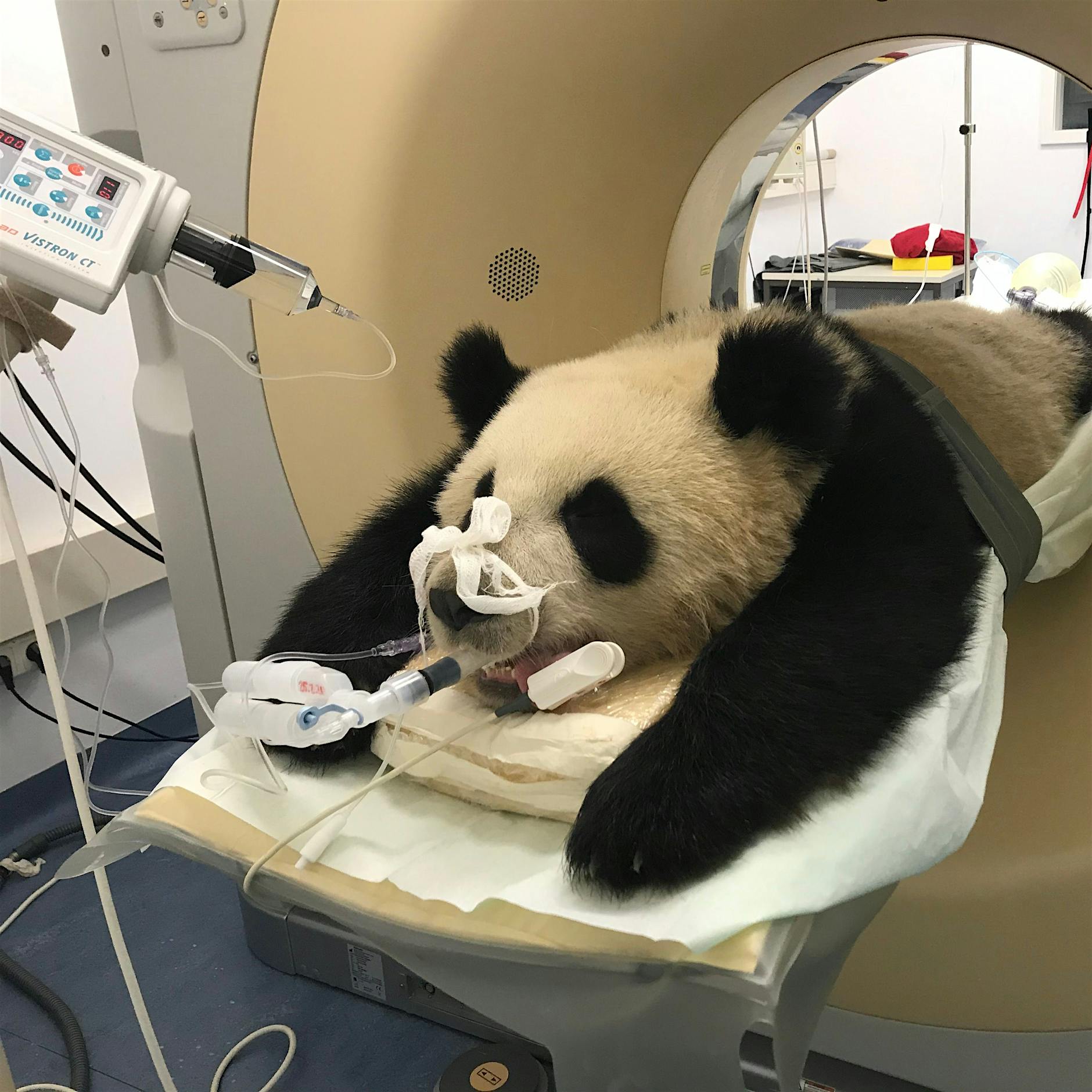 Zoo Berlin: Panda Pit erleidet Krampfanfälle