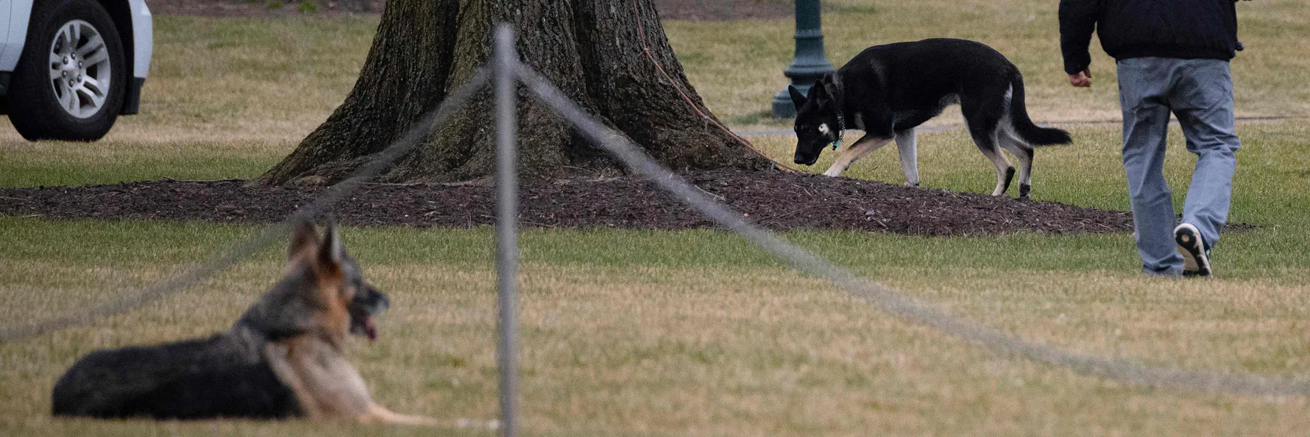 First Dogs Champ und Major Biden auf der South Lawn vor dem Weißen Haus.