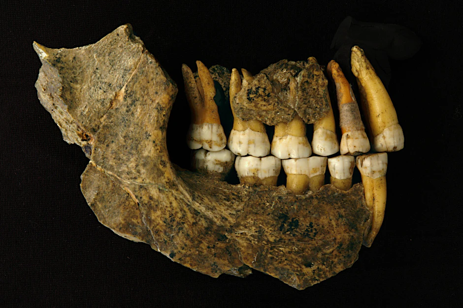 Ober- und Unterkiefer eines späten Neandertalers, gefunden in der Höhle Spy in Belgien.