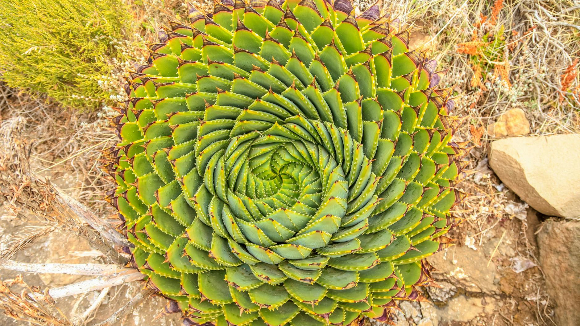 Grüne Harmonie: Die Spiral-Aloe (Aloe polyphylla) kringelt sich gemäß der Fibonacci-Folge.