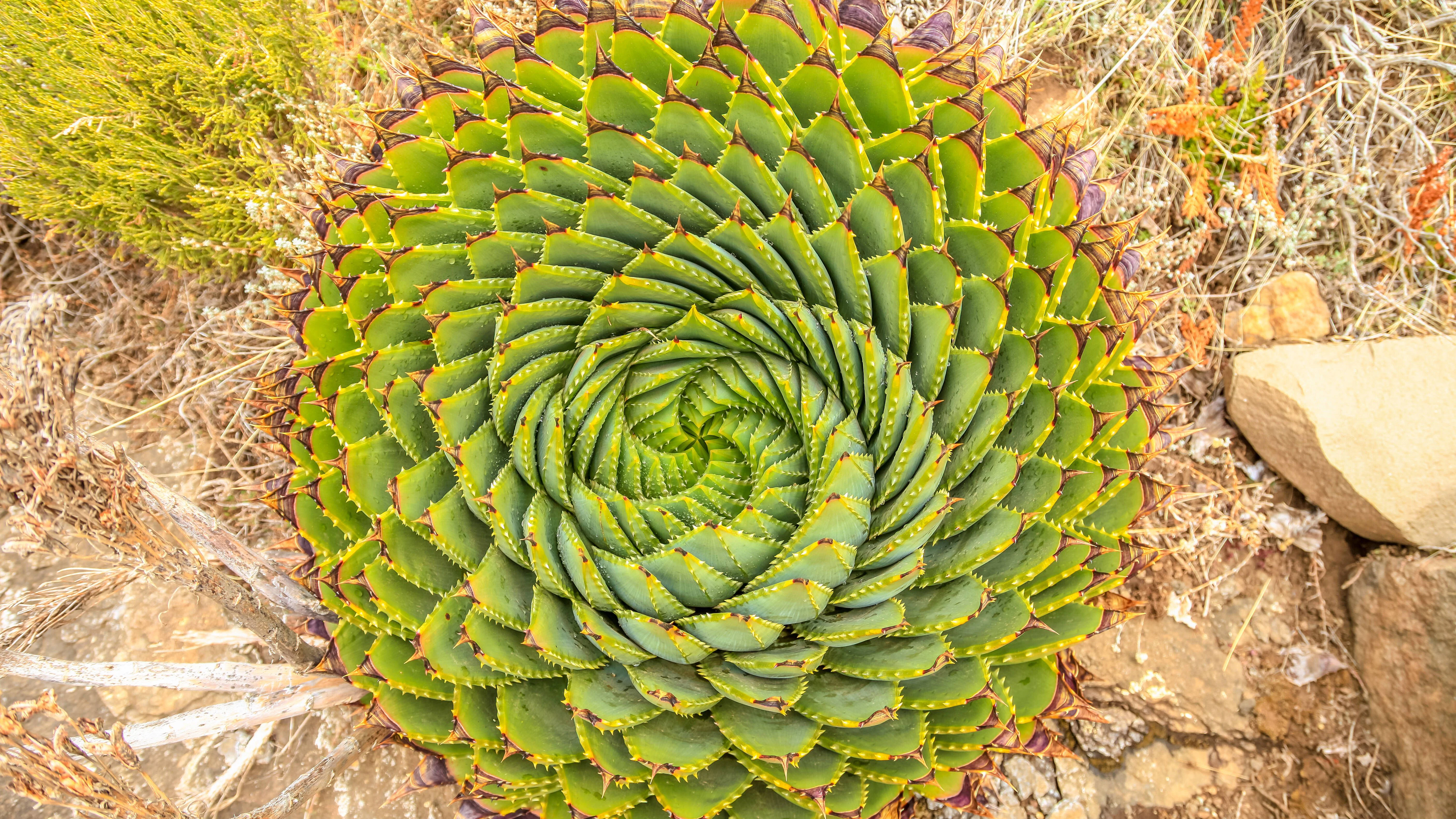 Grüne Harmonie: Die Spiral-Aloe (Aloe polyphylla) kringelt sich gemäß der&nbsp;Fibonacci-Folge.